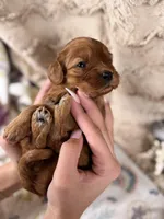 Coral, a female Cavapoo for sale in San Antonio, TX – Photo 1 of 3
