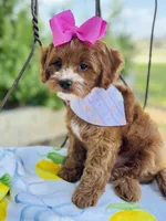 Lollie’s girl, a female Cavapoo for sale in San Antonio, TX – 4 of 5