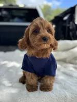 Crew, a male Cavapoo for sale in San Antonio, TX – 6 of 10