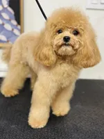 Korean Kiwi, a female Maltipoo for sale in San Antonio, TX – 2 of 4