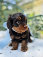 Rooster, a male Cavapoo for sale in San Antonio, TX – 6 of 6