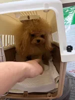 Korean Kiwi, a female Maltipoo for sale in San Antonio, TX – 4 of 4
