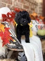 Jackie, a female Goldendoodle for sale in San Antonio, TX – 7 of 9