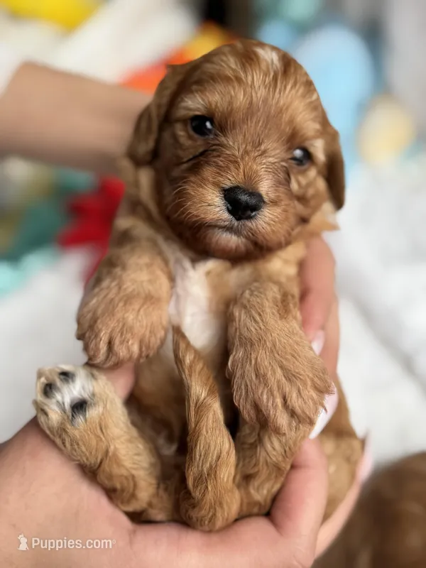Aloha – Cavapoo puppy for sale in San Antonio, TX