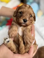 Photo of Aloha