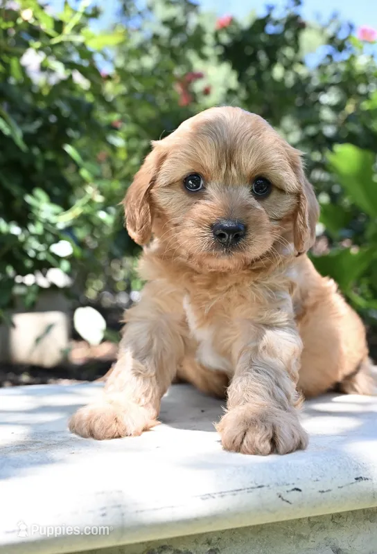 Riko – Cavapoo puppy for sale in San Antonio, TX