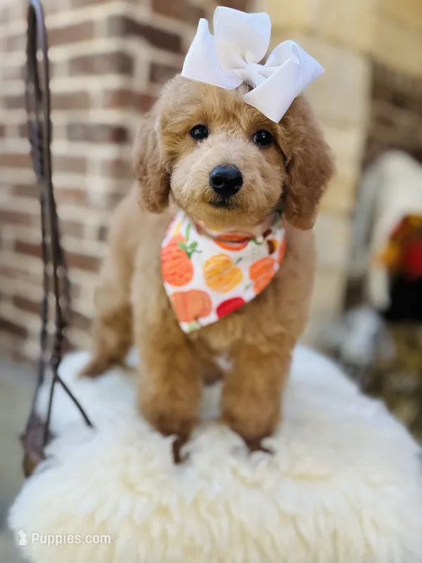 Jules – Goldendoodle puppy for sale in San Antonio, TX