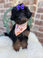 Josie, a female Goldendoodle for sale in San Antonio, TX – 1 of 6