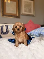 Milo, a male Cavapoo for sale in San Antonio, TX – 4 of 6