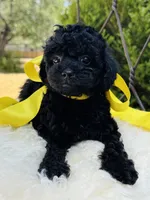 Jackie, a female Goldendoodle for sale in San Antonio, TX – 8 of 9