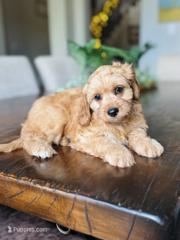 Riko – Cavapoo puppy for sale in San Antonio, TX