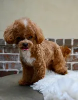 Moose, a male Maltipoo for sale in San Antonio, TX – 2 of 6