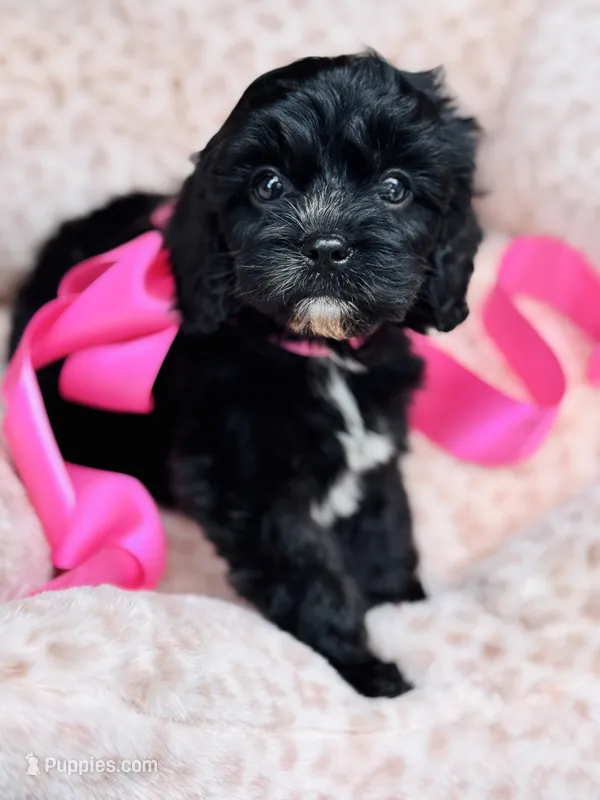 Jade – Cavapoo puppy for sale in San Antonio, TX