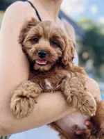 Crew, a male Cavapoo for sale in San Antonio, TX – 7 of 10