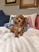 Moose, a male Cavapoo for sale in San Antonio, TX – 6 of 6
