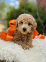 Jules, a female Goldendoodle for sale in San Antonio, TX – 5 of 6