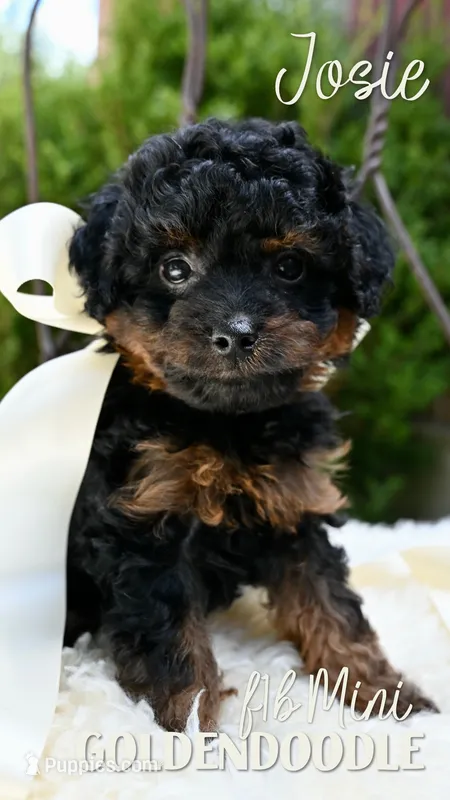 Josie – Goldendoodle puppy for sale in San Antonio, TX