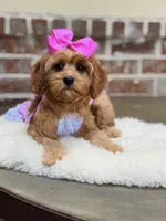 Lollybean, a female Cavapoo for sale in San Antonio, TX – 6 of 7