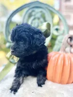 Jeeter , a male Goldendoodle for sale in San Antonio, TX – 2 of 5