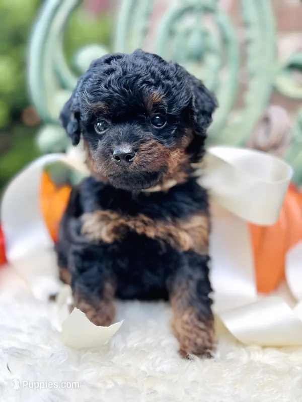 Josie – Goldendoodle puppy for sale in San Antonio, TX