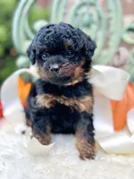 Josie, a female Goldendoodle for sale in San Antonio, TX – 4 of 10