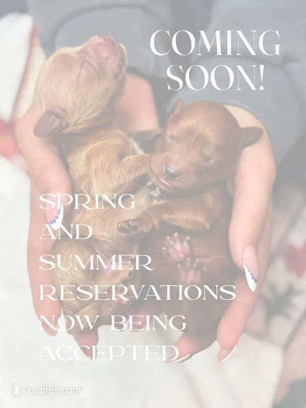 Sweet Cavapoo, a  Cavapoo for sale in San Antonio, TX – Photo 1 of 1