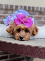 Lollybean, a female Cavapoo for sale in San Antonio, TX – 4 of 7