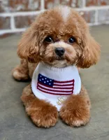 Moose, a male Maltipoo for sale in San Antonio, TX – 5 of 6