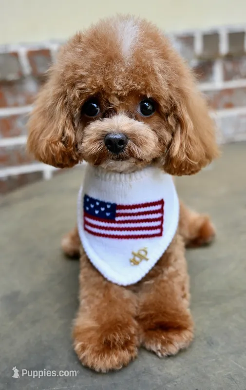 Moose – Maltipoo puppy for sale in San Antonio, TX