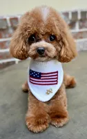 Moose, a male Maltipoo for sale in San Antonio, TX – 1 of 6