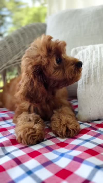 Crew, a male Cavapoo for sale in San Antonio, TX – 10 of 10