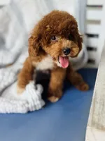 Beoding, a male Poodle - Toy  for sale in San Antonio, TX – 5 of 8