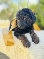 Jordie, a female Goldendoodle for sale in San Antonio, TX – 2 of 5