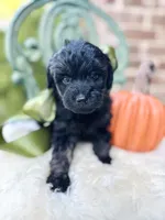 Jeeter , a male Goldendoodle for sale in San Antonio, TX – 5 of 5