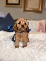 Milo, a male Cavapoo for sale in San Antonio, TX – 2 of 6