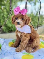 Lollie’s girl, a female Cavapoo for sale in San Antonio, TX – 3 of 5