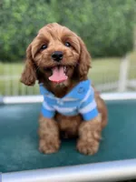 Crew, a male Cavapoo for sale in San Antonio, TX – 5 of 10