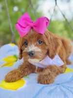Lollie’s girl, a female Cavapoo for sale in San Antonio, TX – 5 of 5