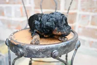 Junies pup, a female Goldendoodle for sale in San Antonio, TX – 2 of 4