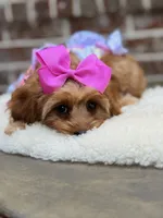 Lollybean, a female Cavapoo for sale in San Antonio, TX – 3 of 7