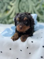 Rooster, a male Cavapoo for sale in San Antonio, TX – 3 of 6