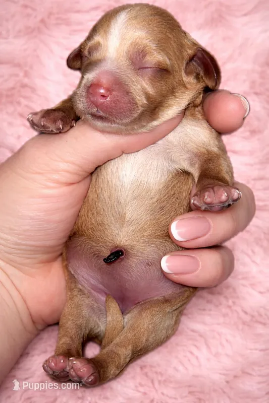 Jerseys pup – Cavapoo puppy for sale in San Antonio, TX