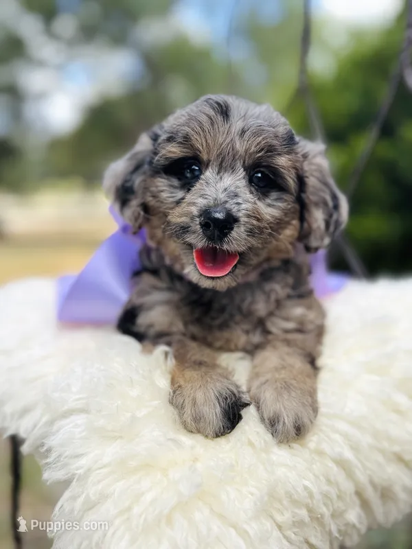 Joey – Goldendoodle puppy for sale in San Antonio, TX