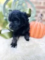Jeeter , a male Goldendoodle for sale in San Antonio, TX – 4 of 5