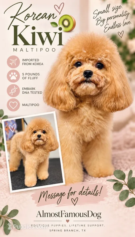 Korean Kiwi – Maltipoo puppy for sale in San Antonio, TX