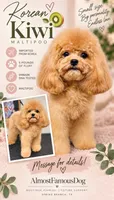 Korean Kiwi, a female Maltipoo for sale in San Antonio, TX – 1 of 4
