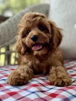 Crew, a male Cavapoo for sale in San Antonio, TX – 2 of 10