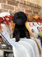 Jordie, a female Goldendoodle for sale in San Antonio, TX – 5 of 5