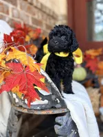 Jackie, a female Goldendoodle for sale in San Antonio, TX – 9 of 9