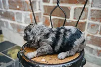 Junies pup, a female Goldendoodle for sale in San Antonio, TX – 3 of 4